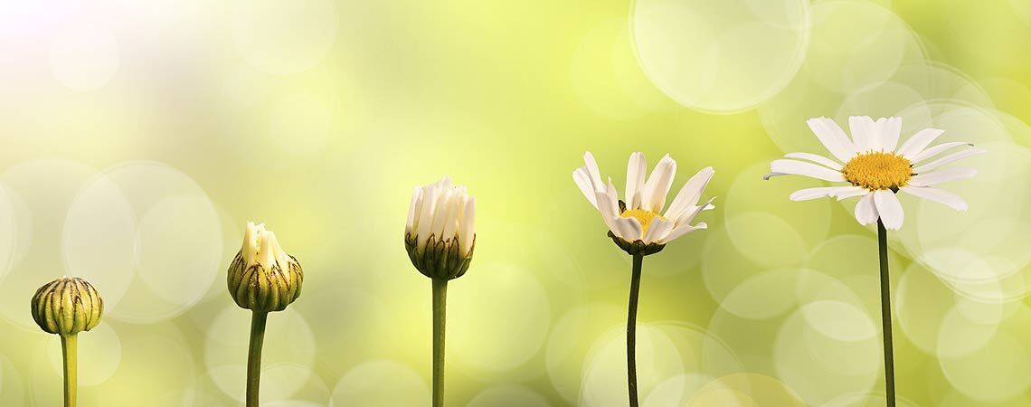 Familientherapie - Motiv mit Gänseblümchen