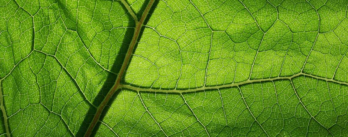 Blattstruktur - Macroaufnahme